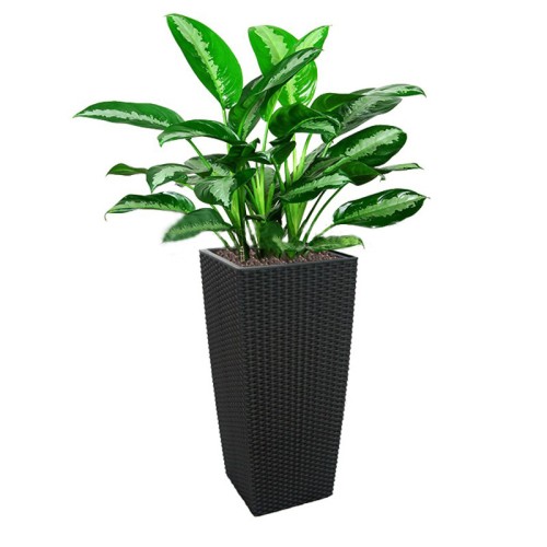 Aglaonema 'Pattaya Beauty' In Tb-04 Pot (L28Cmxw28Cmxh55Cm)